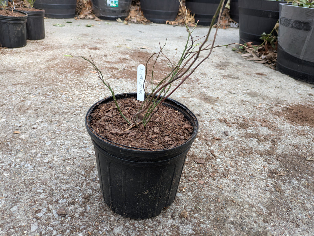 Silver Dollar Blueberry 1gal