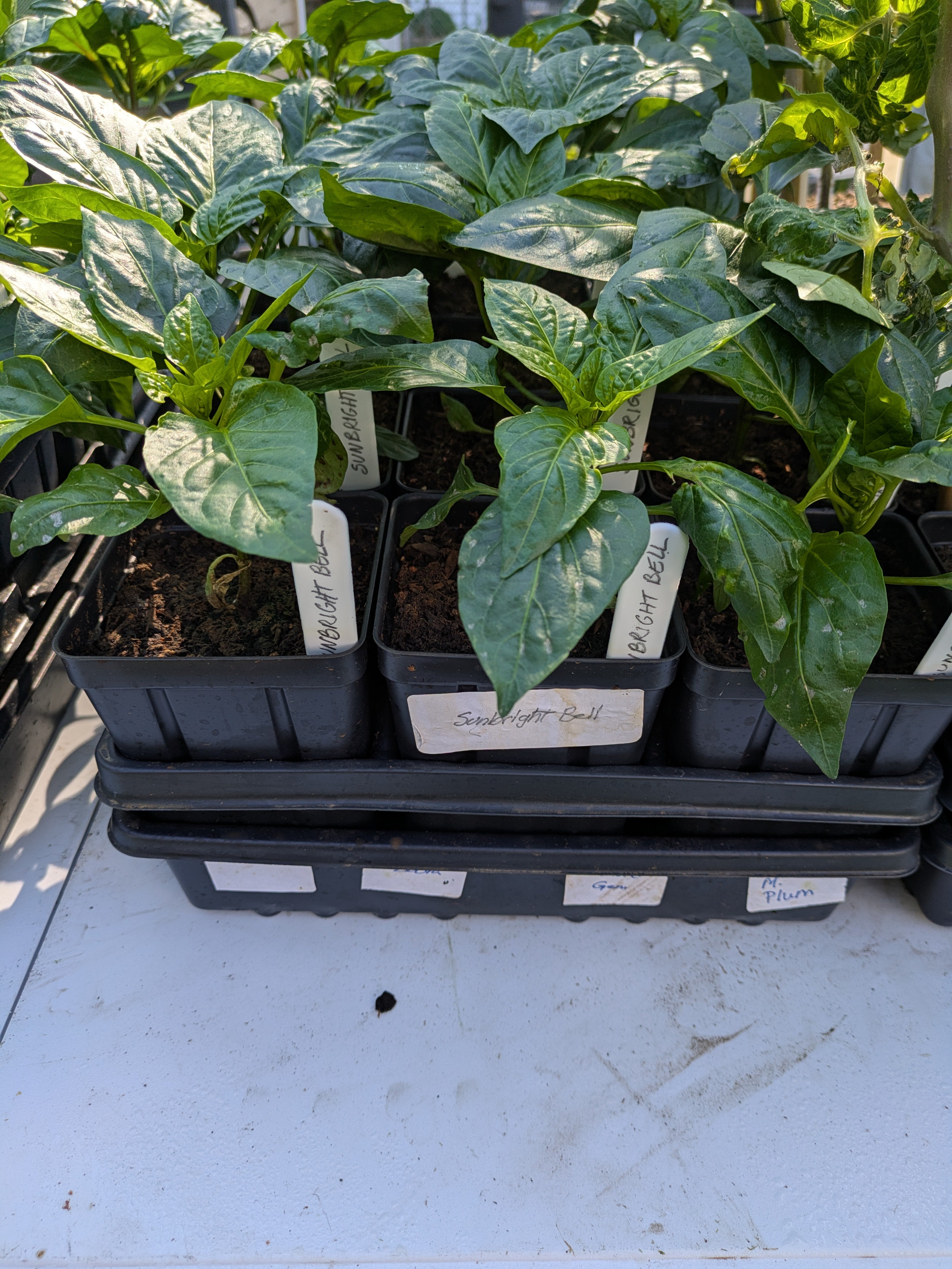 Sunbright Bell Pepper