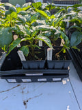 Sweet Banana Pepper