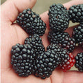 Triple Crown Blackberry Plants 3.25in