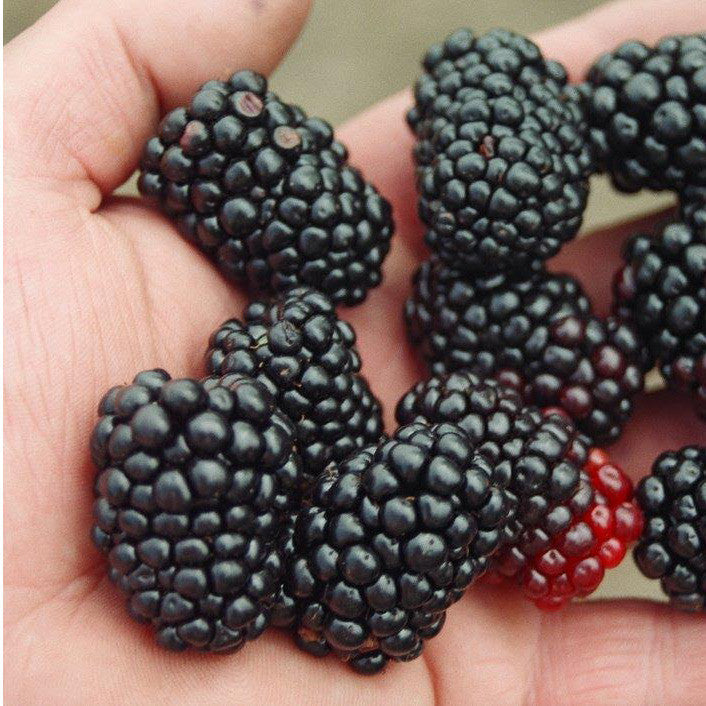Triple Crown Blackberry Plants 3.25in