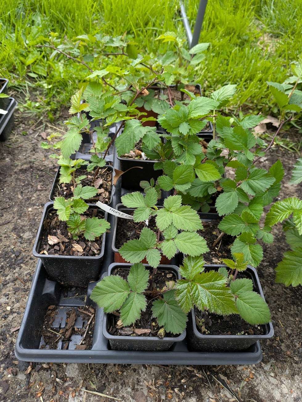 Triple Crown Blackberry Plants 3.25in